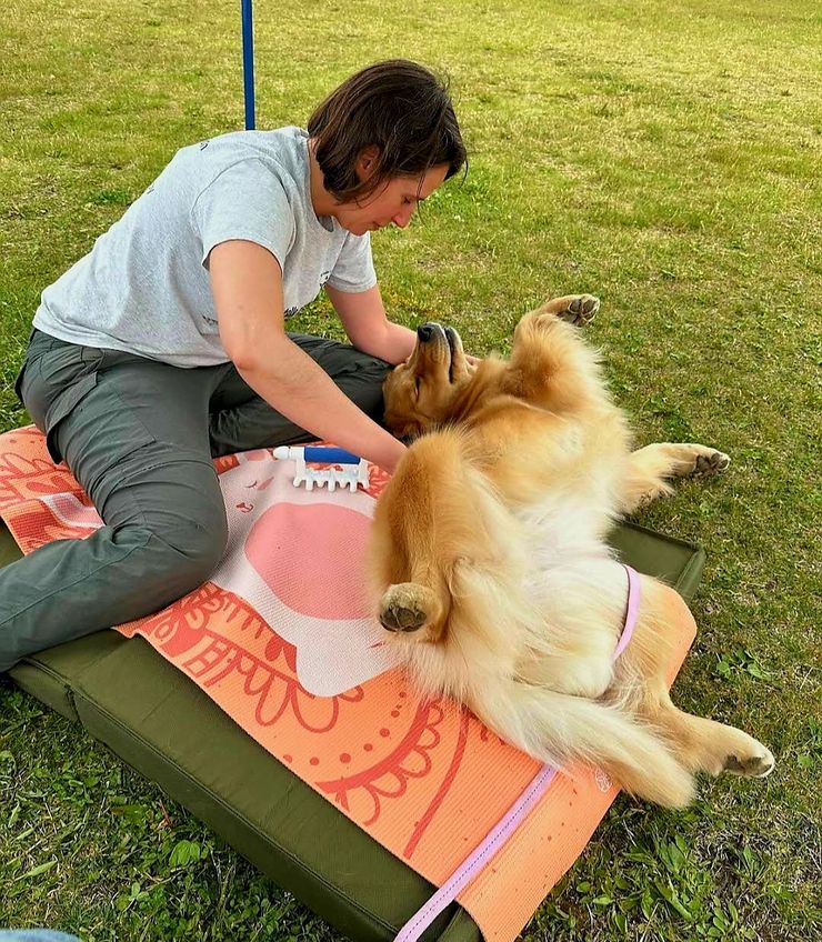 Golden Retriever enjoying massage