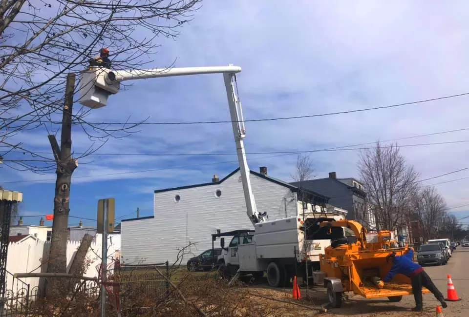 A man is cutting a tree with a crane.