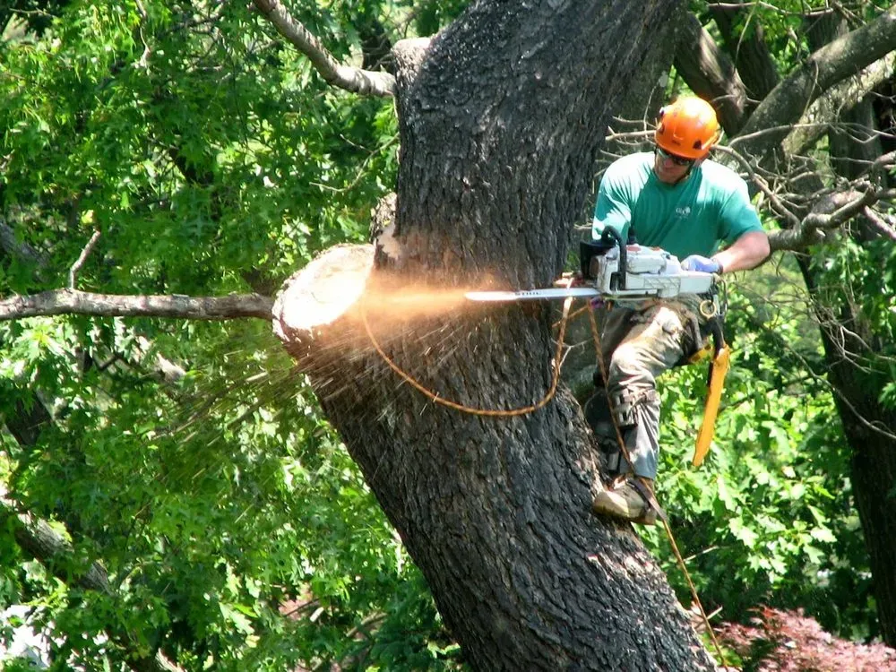 A man is cutting a tree with a chainsaw.