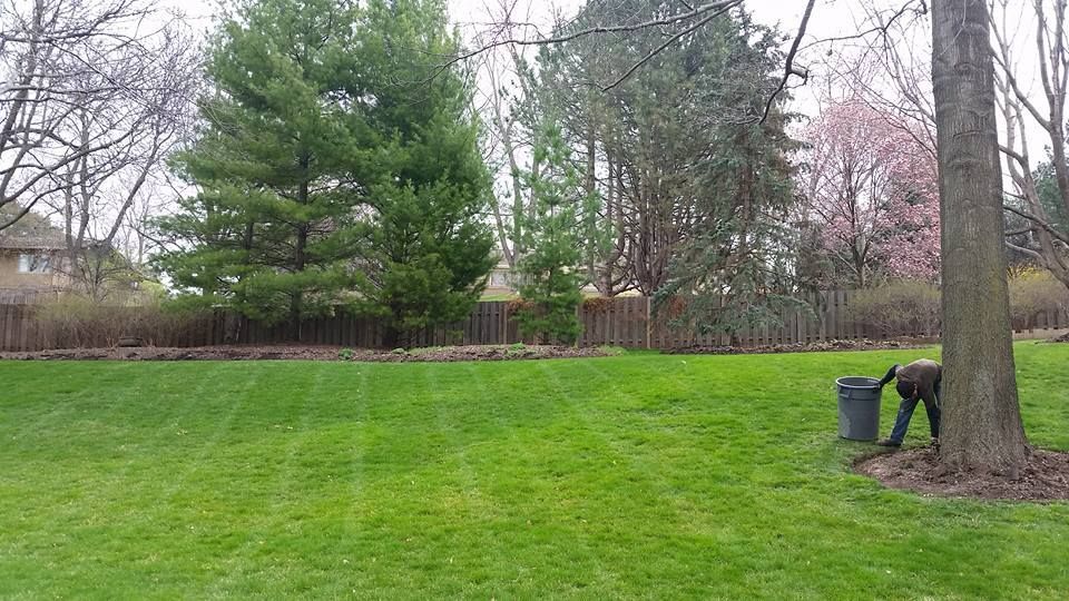 A man is standing in the middle of a lush green lawn next to a tree.