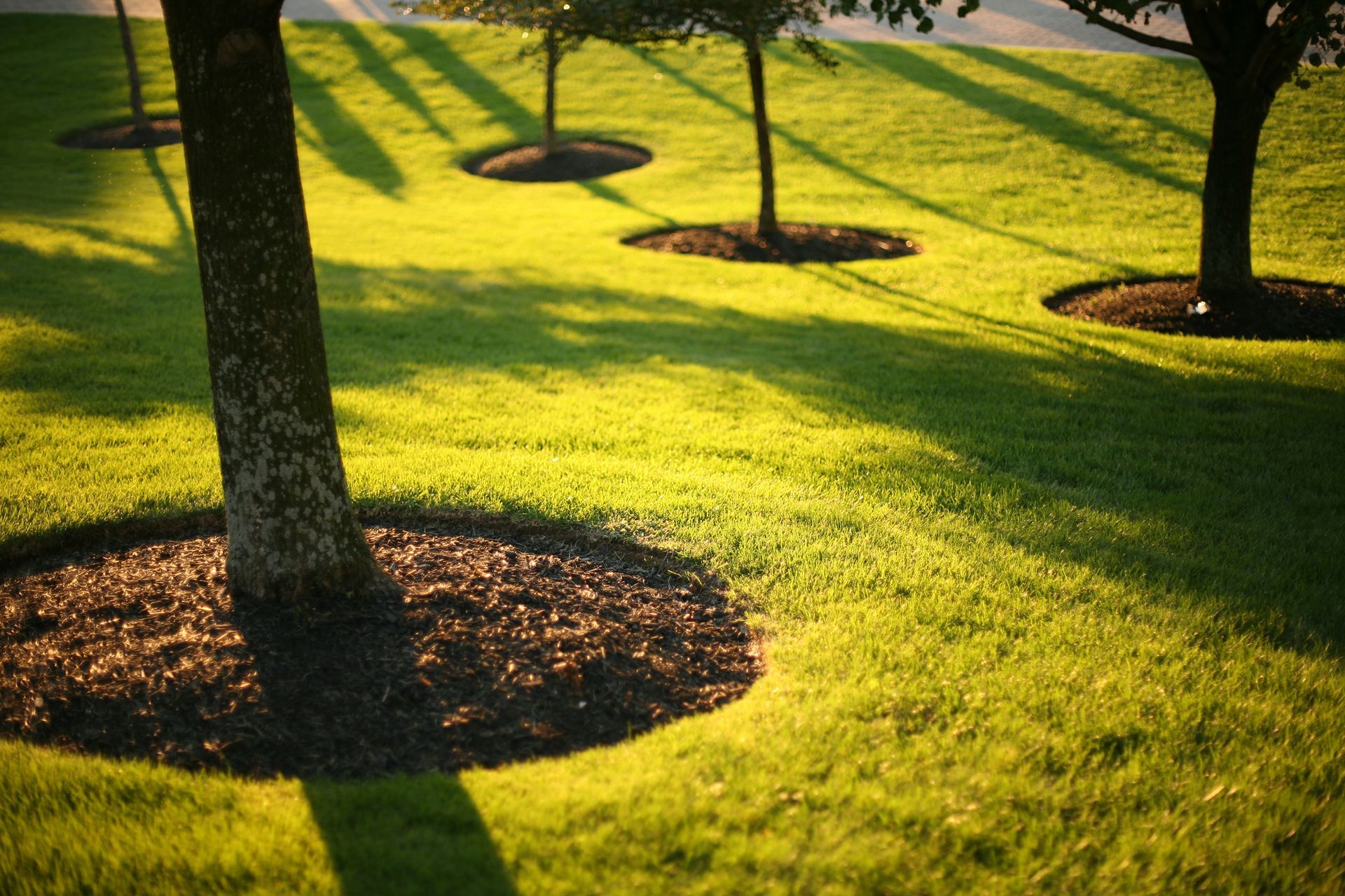 A row of trees casting shadows on a lush green lawn