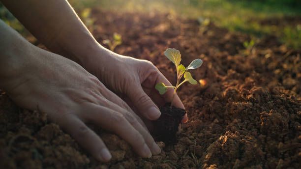A person is planting a small plant in the ground.