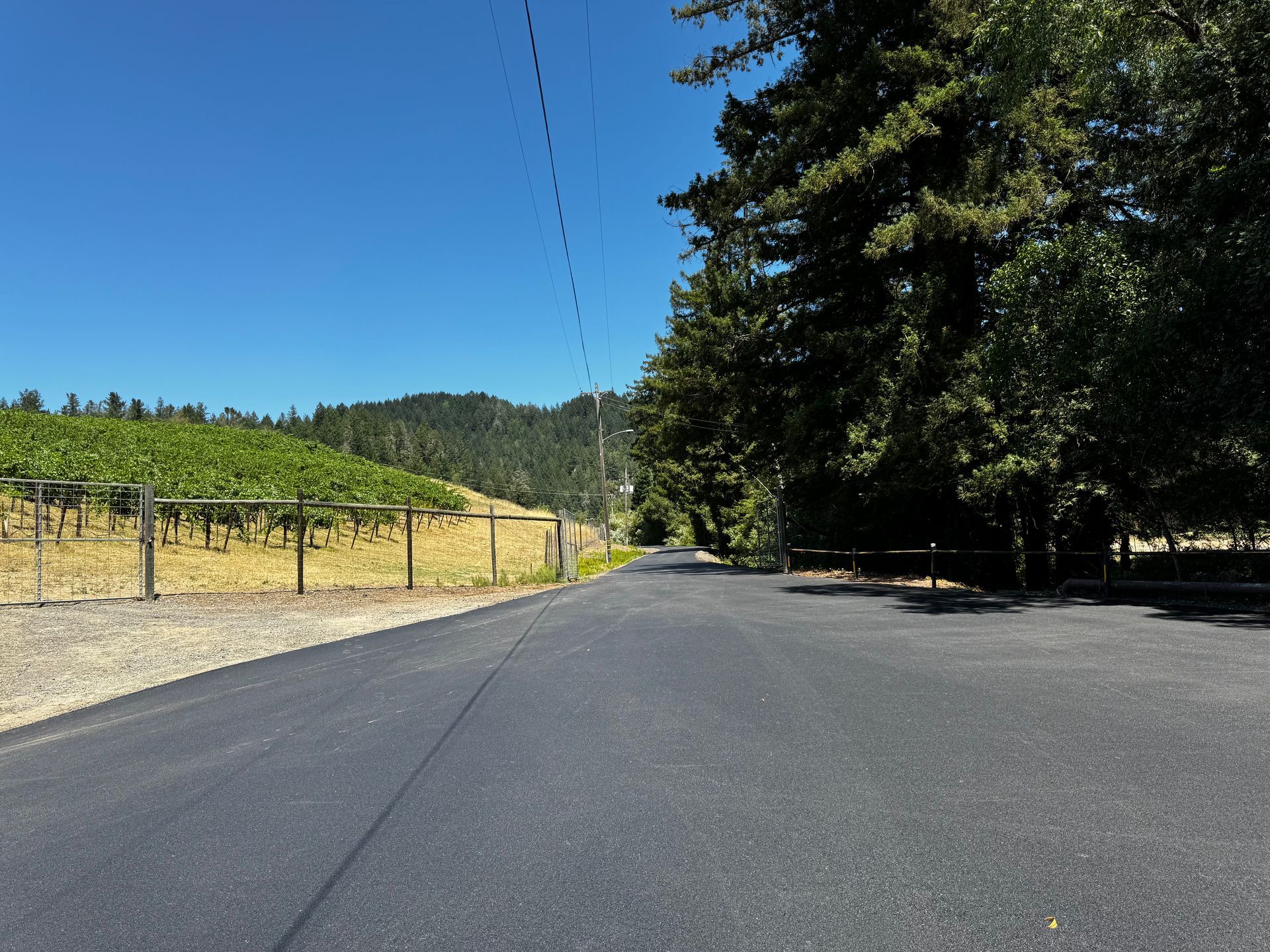 A road going through a vineyard with trees on both sides