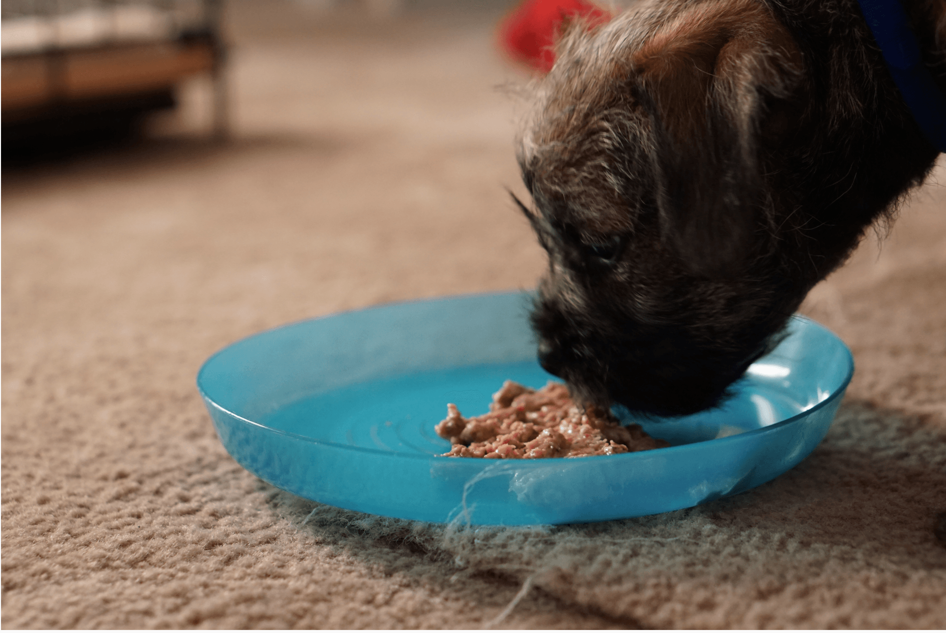 A dog is eating food from a blue bowl on the floor.