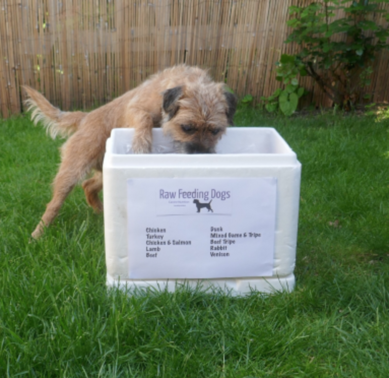 A dog is standing next to a box that says raw feeding dogs