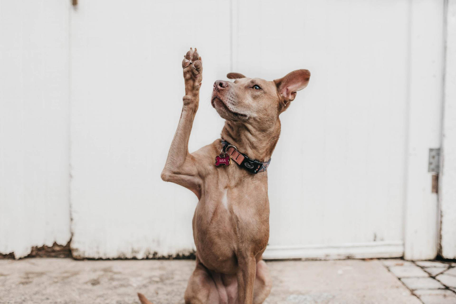 A dog is sitting on its hind legs and waving its paw.