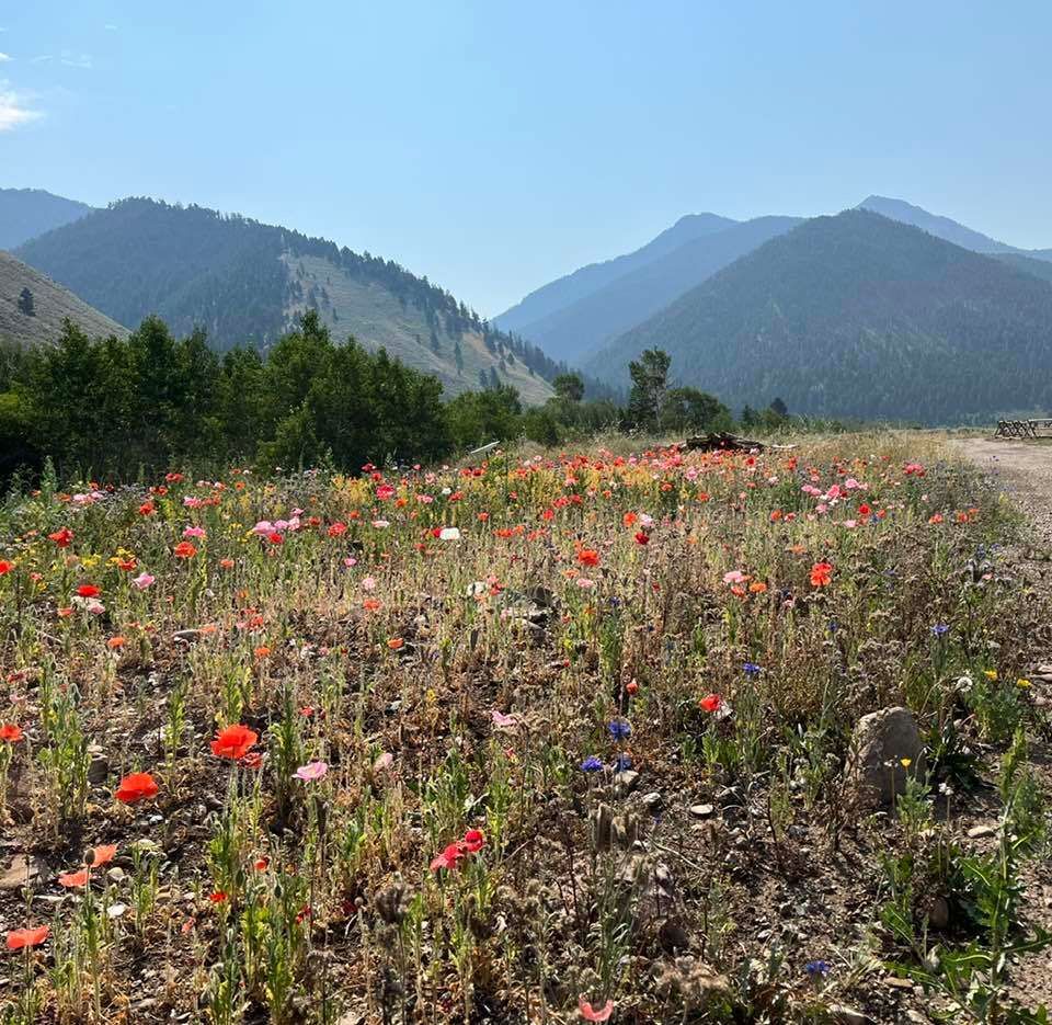 A field of flowers with mountains in the background