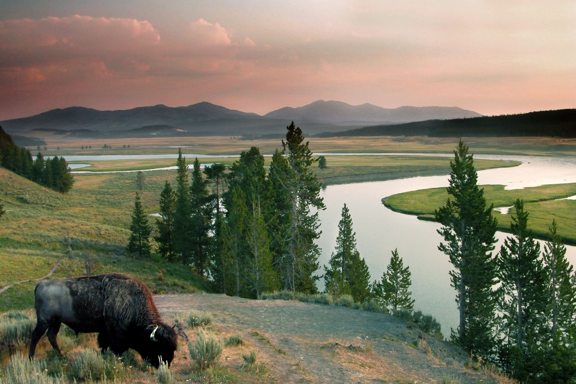 A bison is grazing near a river with mountains in the background