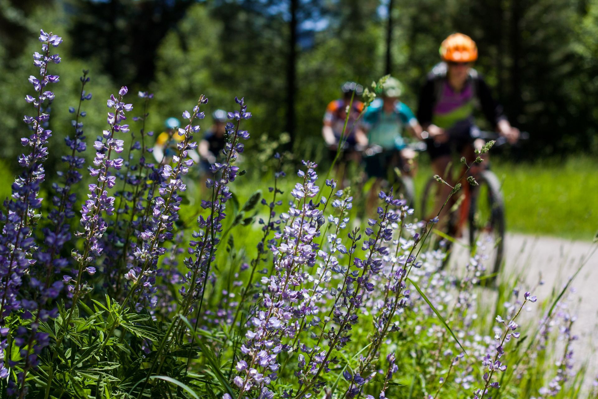 A group of people are riding bikes down a path next to purple flowers.