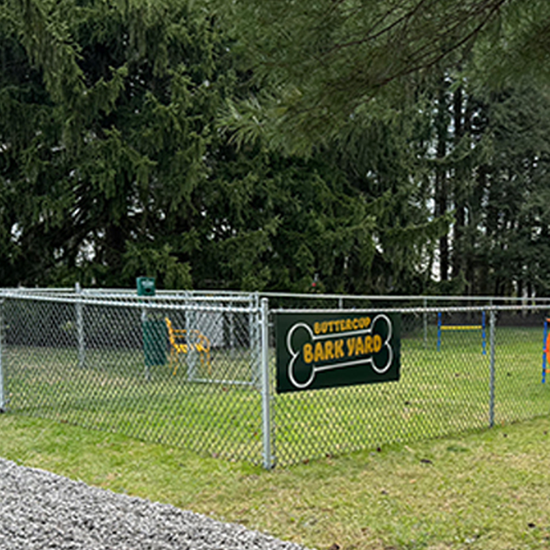 Chain-link fenced dog park with