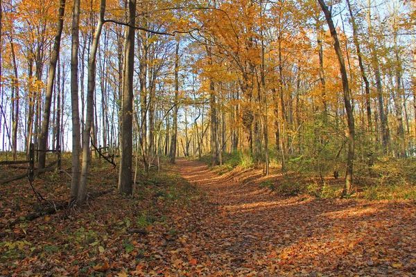 A path through a forest in autumn with orange and yellow leaves.