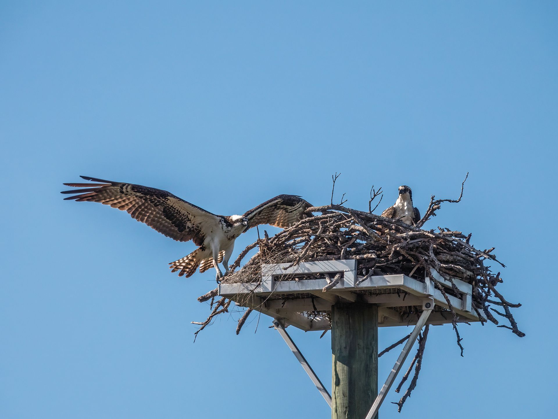 Two Ospreys Are Sitting in A Nest on Top of A Pole.