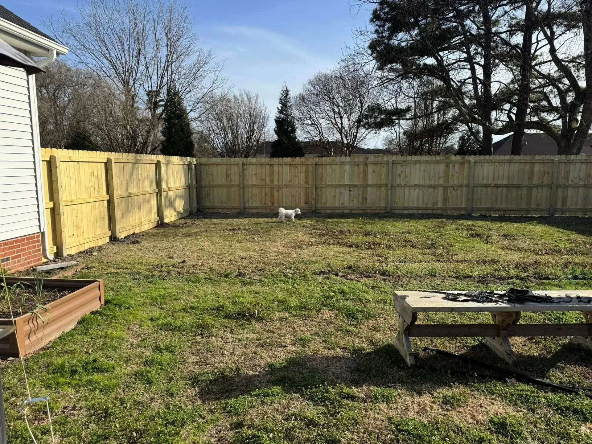 A small dog stands in a grassy backyard with a wooden fence and garden bed on a sunny day.