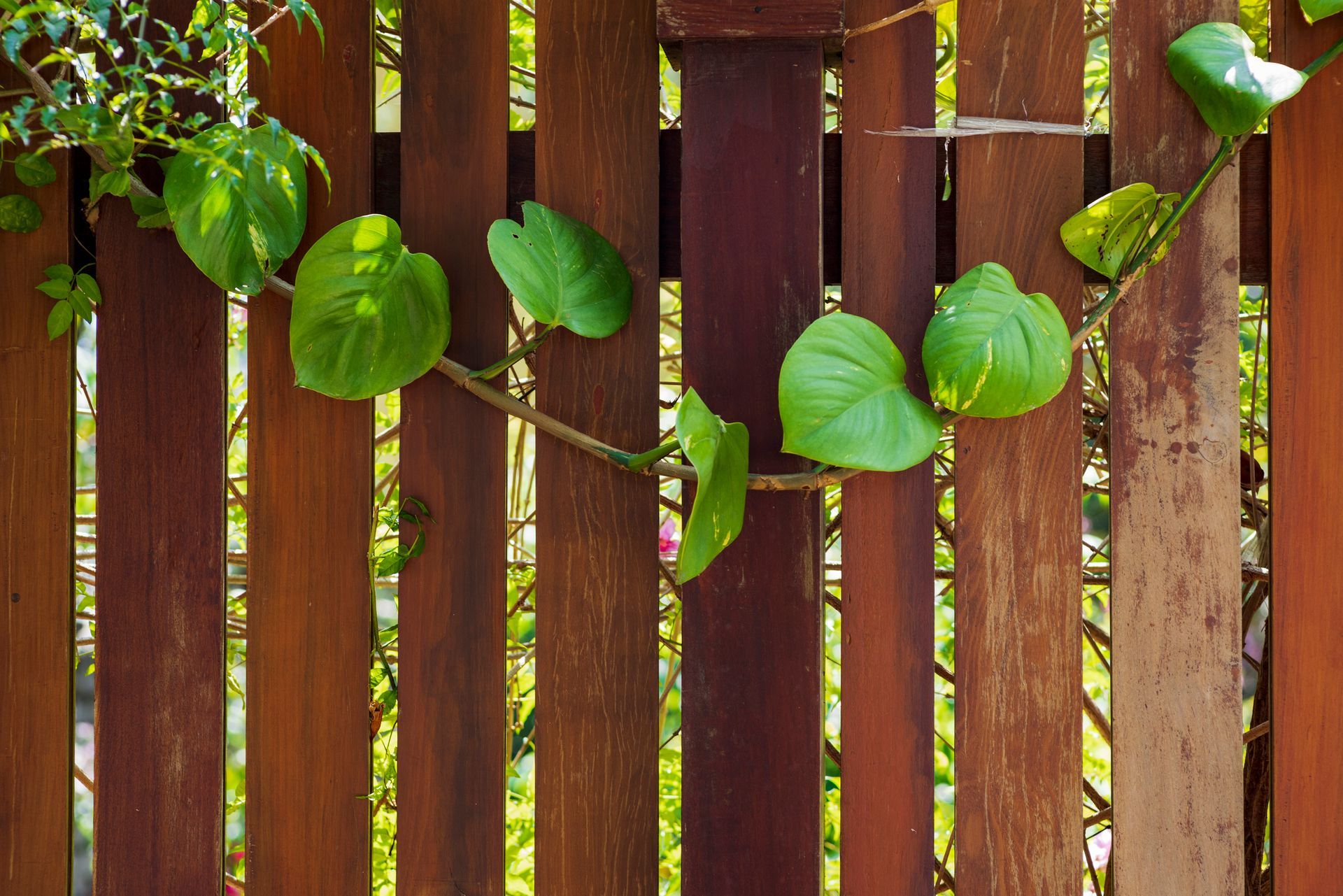 Installed Wooden Fence 

