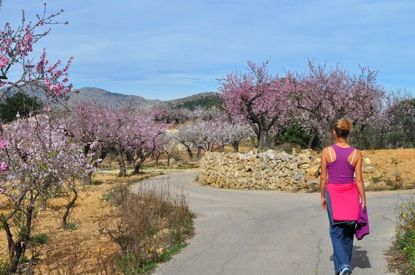 Jalon valley almond blossom