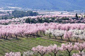 Jalon Valley Almond blossom in February