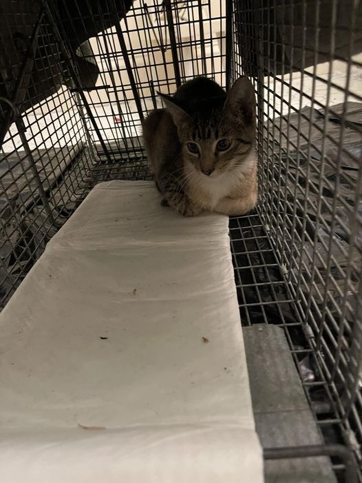 A cat is sitting in a cage looking at the camera.