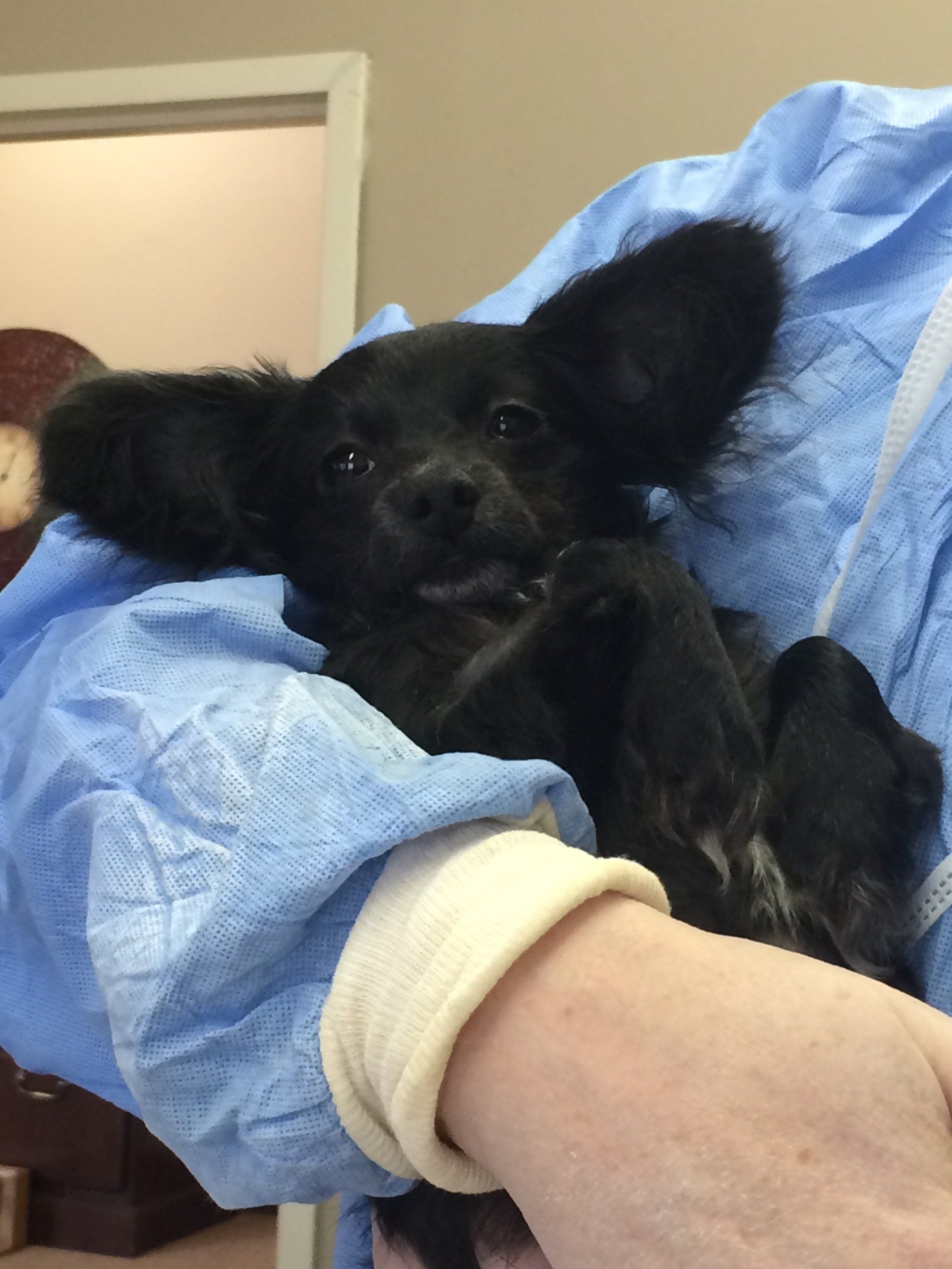A person is holding a small black dog in their arms
