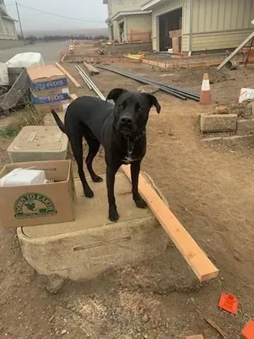 A black dog is standing on top of a wooden beam.