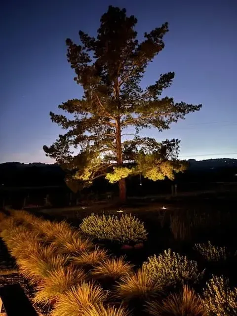 A pine tree is lit up at night in a field