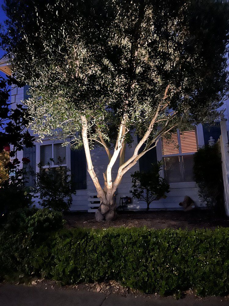 A tree is lit up in front of a house at night