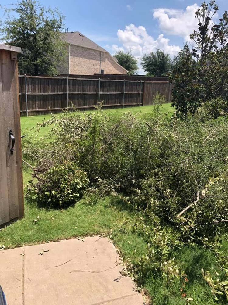 There is a fence in the background and a shed in the foreground.