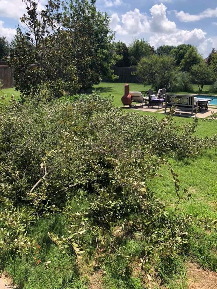 A lush green field with a swimming pool in the background.