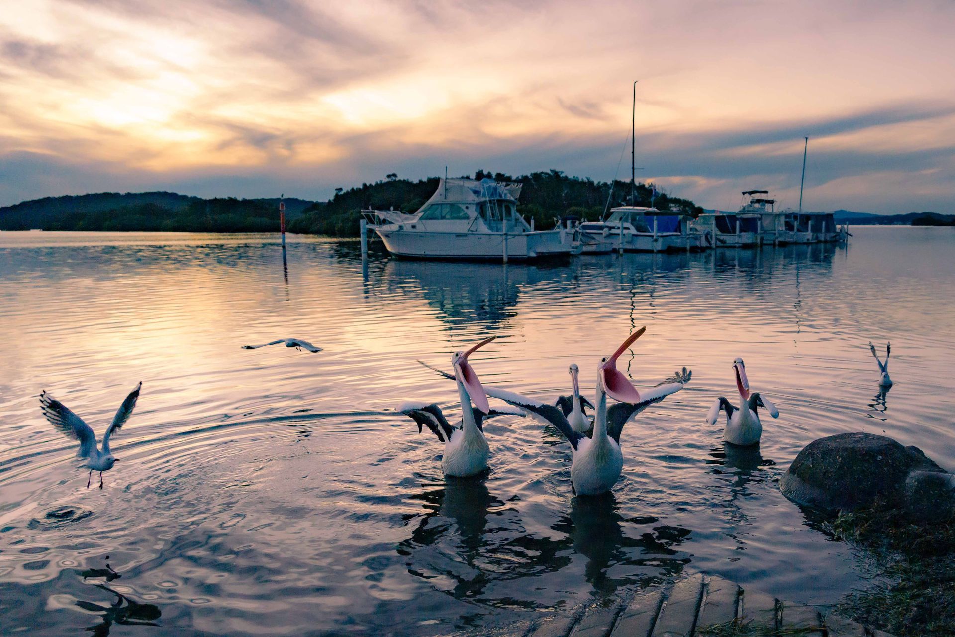 Pelicans Feeding