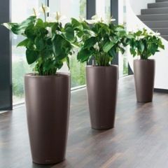 View of indoor potted plants