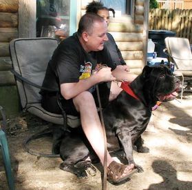 cute cane corso puppies for sale