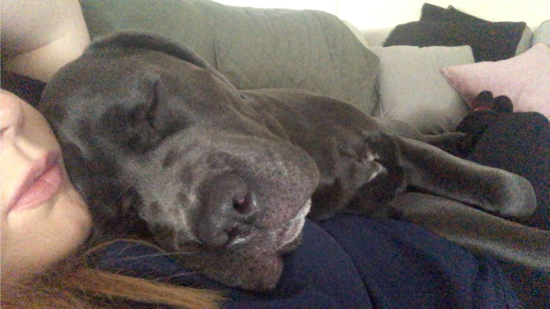 cane corso puppies for sale louisville ky