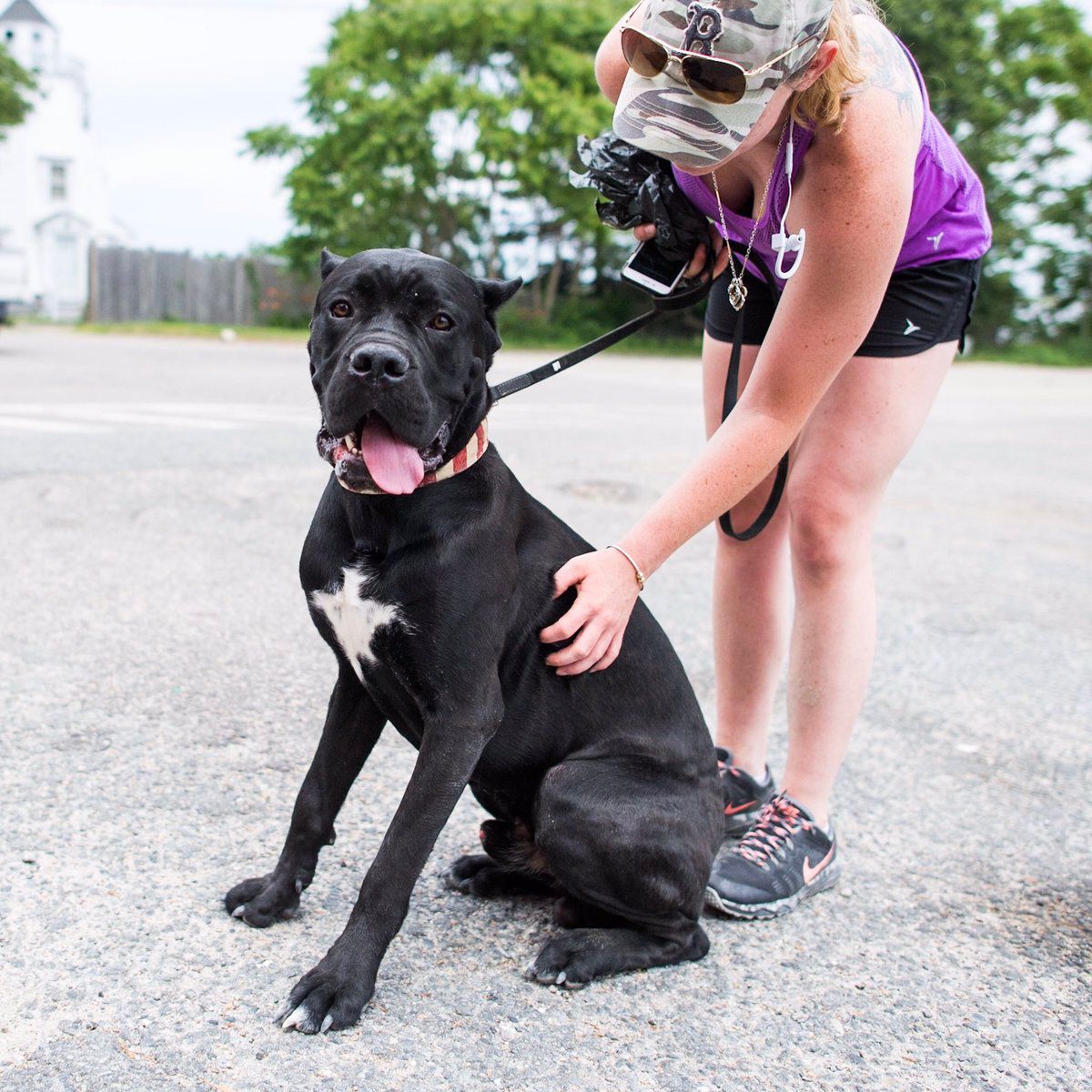 cane corso puppies for sale in new hampshire