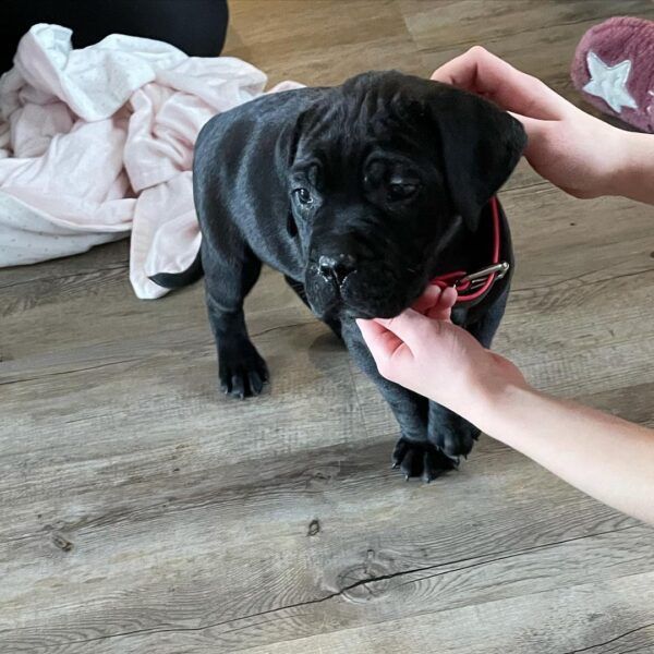 cane corso puppies for sale near me