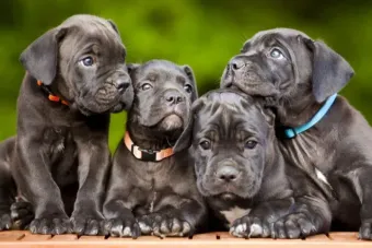 cane corso puppies