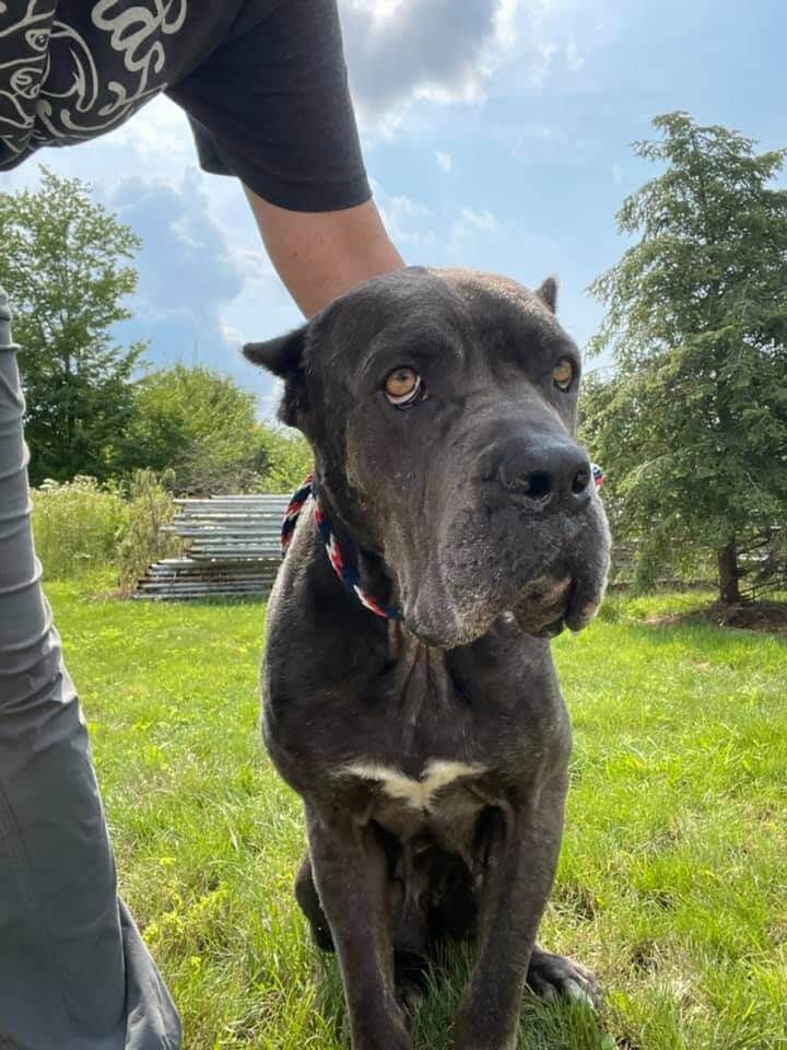 cheap cane corso puppies for sale