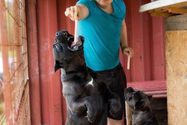 cane corso puppies for sale mississippi