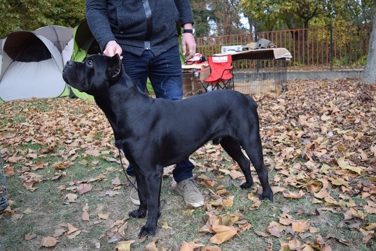 cane corso puppies for sale fort wayne indiana