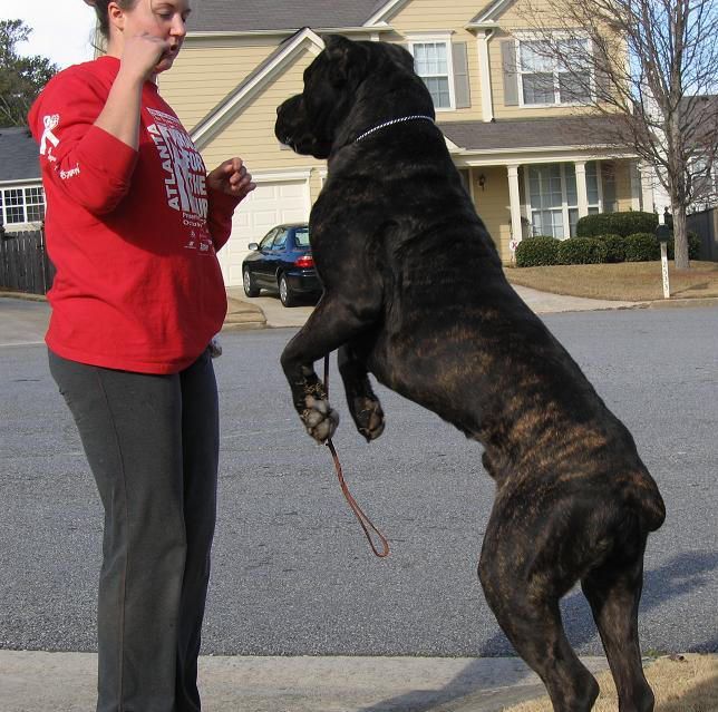 cane corso puppies for sale in dallas texas
