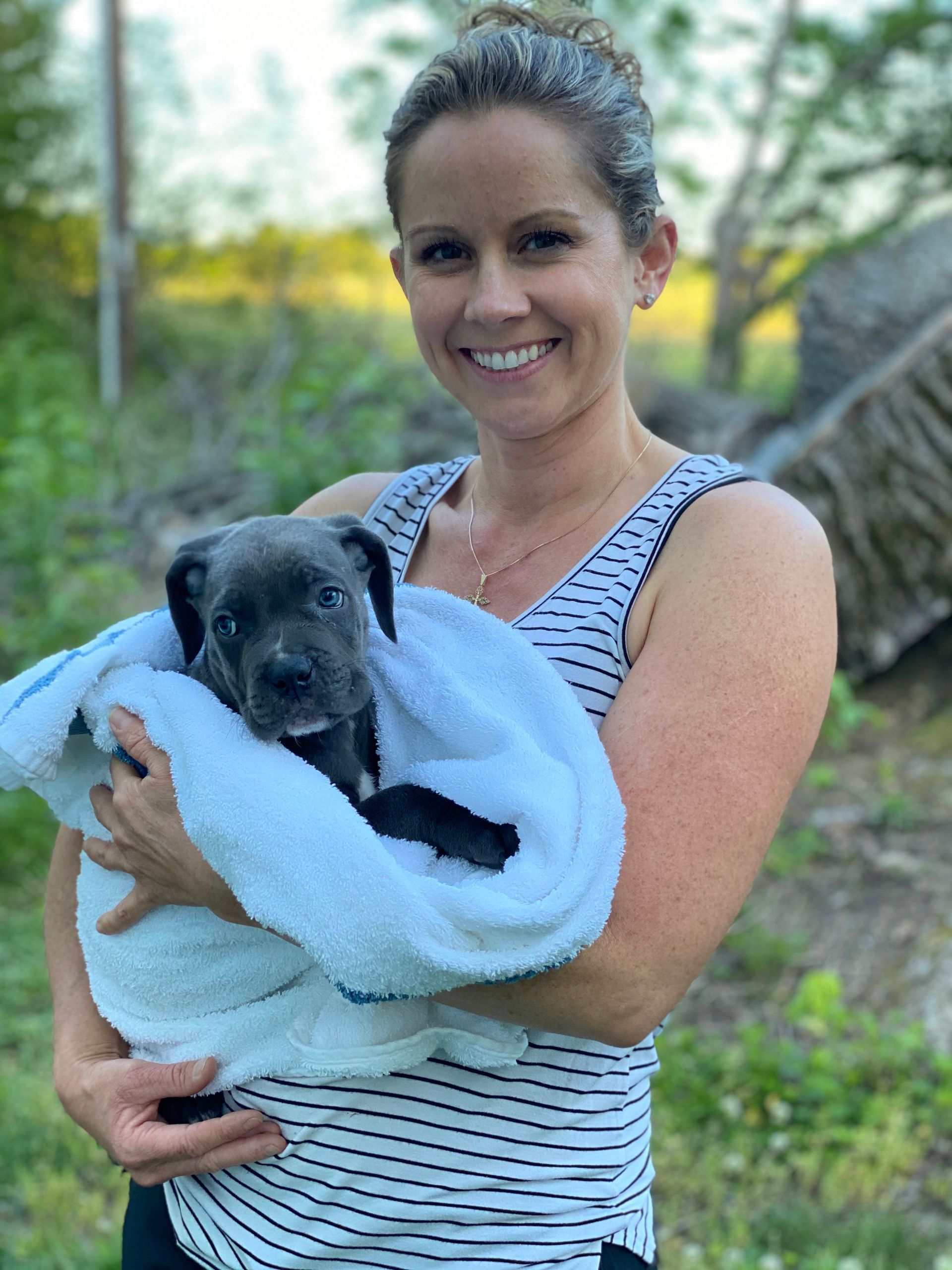 cane corso puppies for sale near me cheap