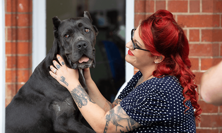 cane corso puppies for sale fort wayne indiana