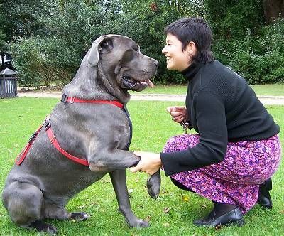 cane corso puppies for sale raleigh nc