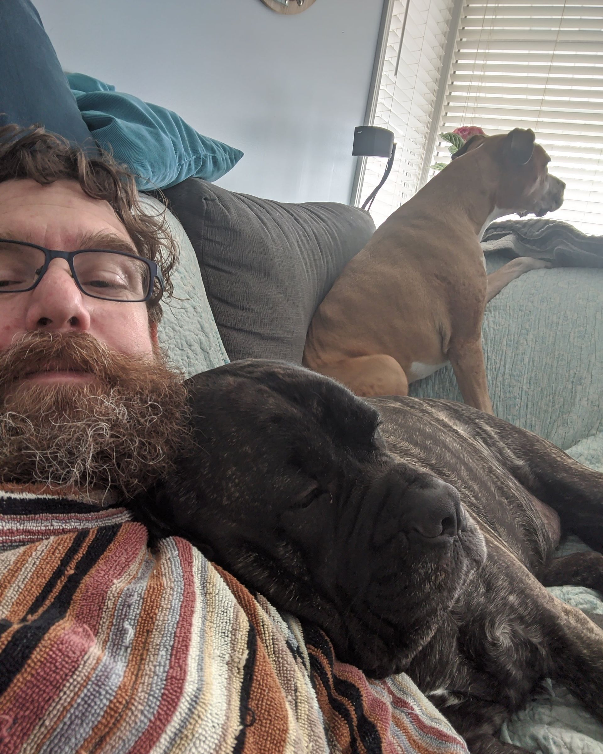 cane corso puppies for sale raleigh nc