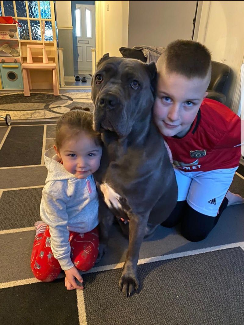cane corso puppies for sale