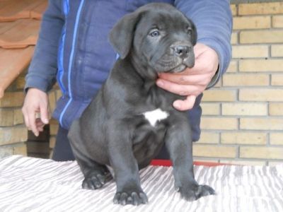 cane corso puppies for sale okc
