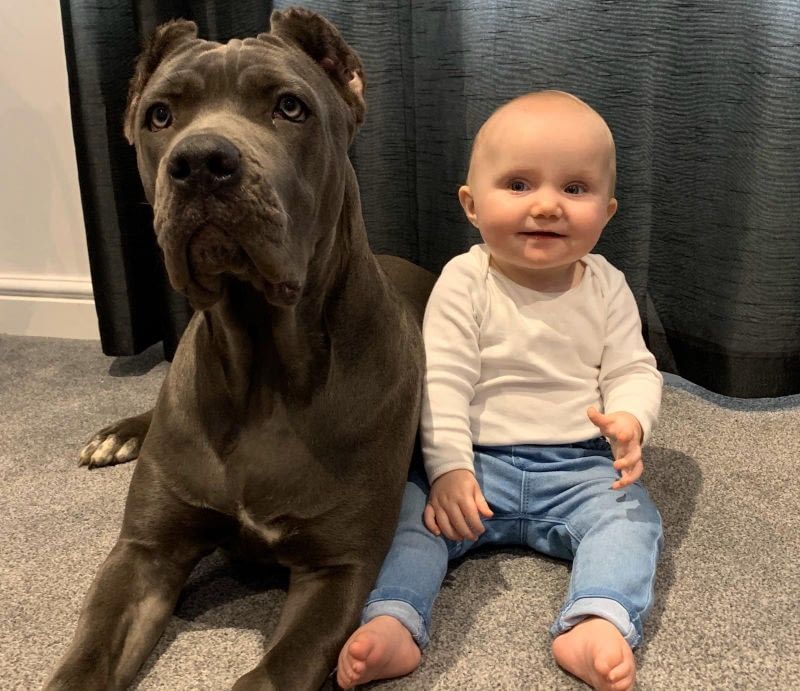 cane corso puppies for sale with kids