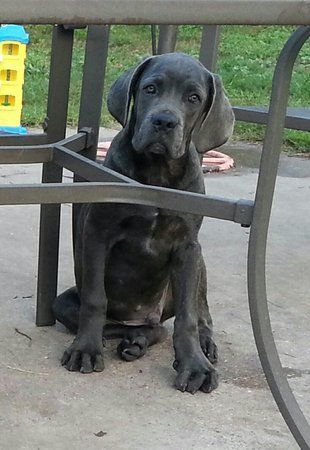 cane corso puppies for sale jacksonville fl