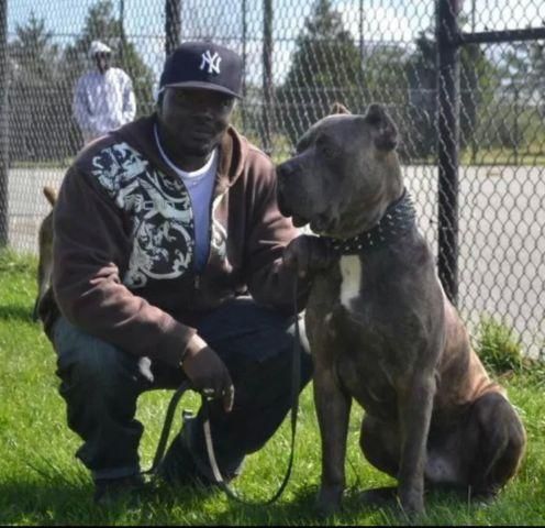 cane corso puppies for sale knoxville tn