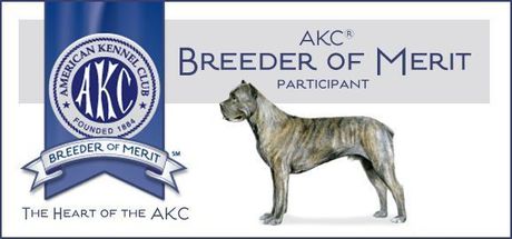cane corso for sale by a breeder of merit