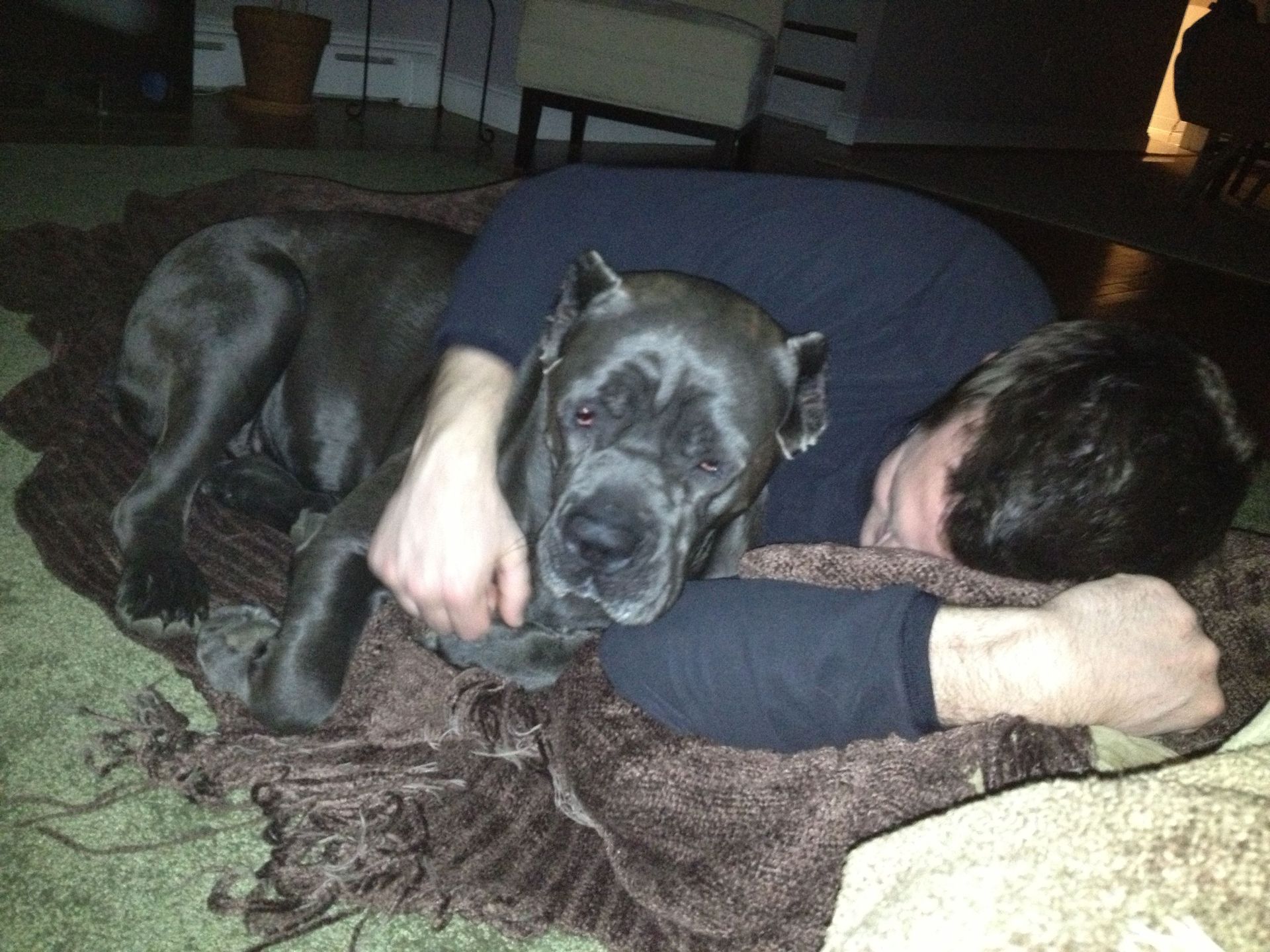 cane corso puppies for sale louisville ky