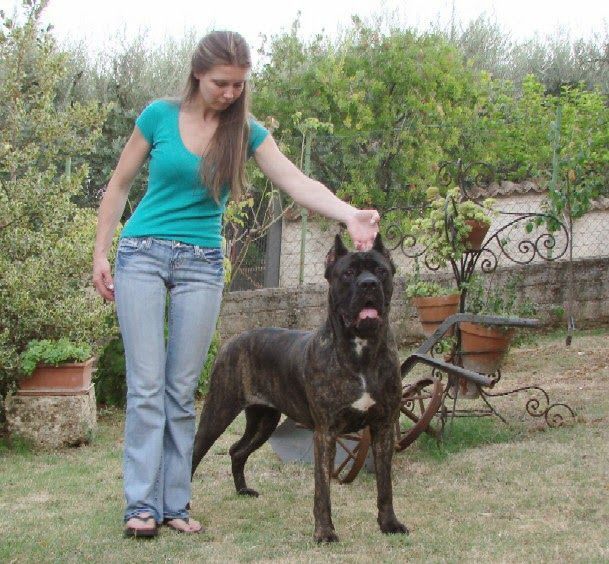 cane corso puppies for sale reno nv